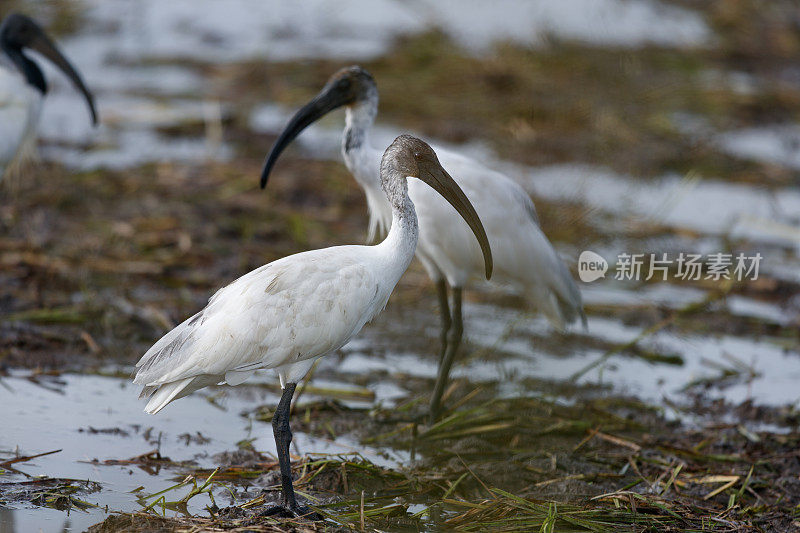 水鸟，成年黑头朱鹭(Threskiornis melanocephalus)，也被称为东方白朱鹭，印度白朱鹭和黑颈朱鹭。